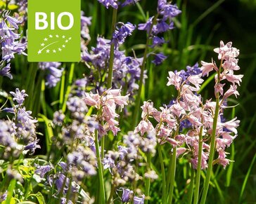 Scilla hispanica Mix - BIO