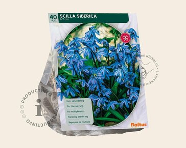 Scilla siberica