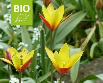 Tulipa clusiana var. Chrysantha - BIO image