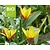 Tulipa clusiana var. Chrysantha - BIO
