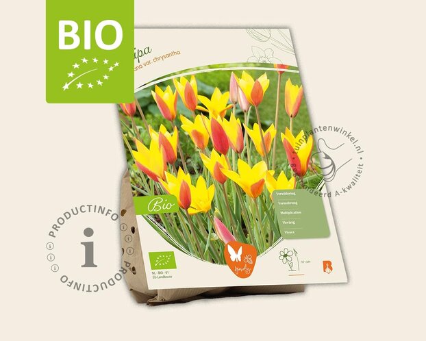 Tulipa clusiana var. Chrysantha - BIO