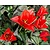 Tulipa greigii 'Roodkapje'