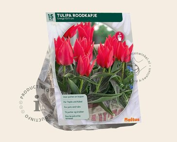 Tulipa greigii 'Roodkapje'