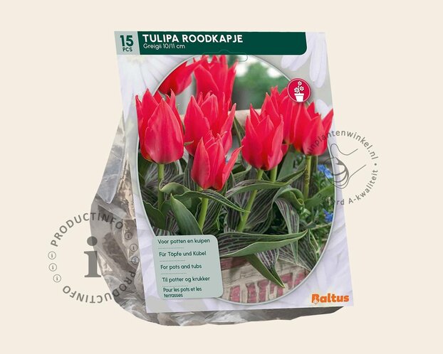Tulipa greigii 'Roodkapje'