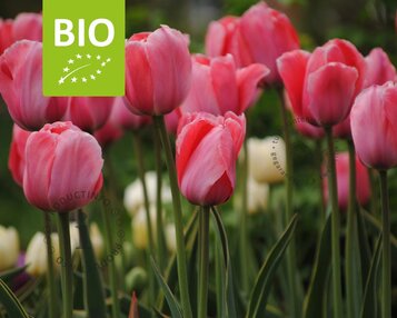 Tulipa 'Design Impression' - BIO image