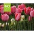 Tulipa 'Design Impression' - BIO
