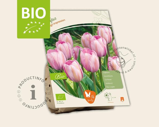 Tulipa 'Design Impression' - BIO