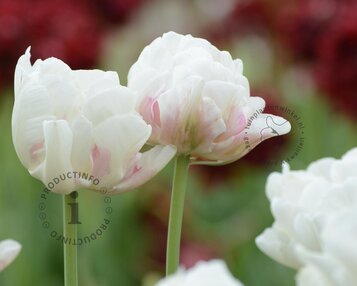 Tulipa 'Ice Wonder' image