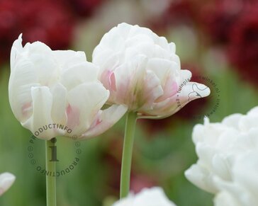 Tulipa 'Ice Wonder'