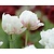 Tulipa 'Ice Wonder'
