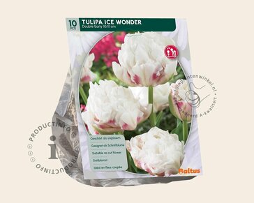 Tulipa 'Ice Wonder'