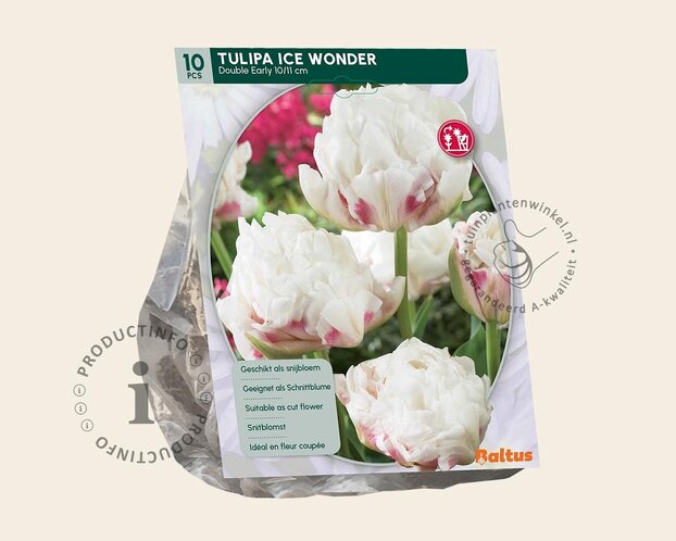Tulipa 'Ice Wonder'