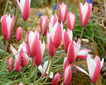 Tulipa clusiana 'Peppermint Stick'