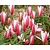 Tulipa clusiana 'Peppermint Stick'