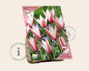 Tulipa clusiana 'Peppermint Stick'