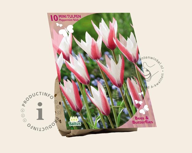 Tulipa clusiana 'Peppermint Stick'