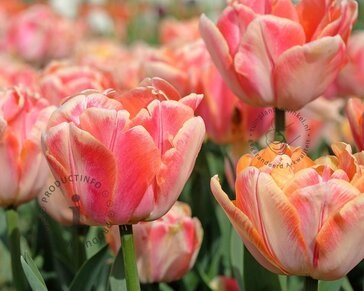 Tulipa 'Foxy Freedom'