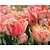 Tulipa 'Foxy Freedom'