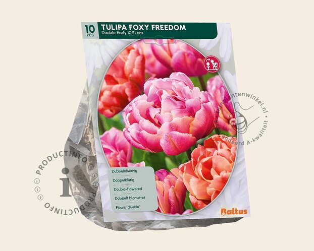 Tulipa 'Foxy Freedom'
