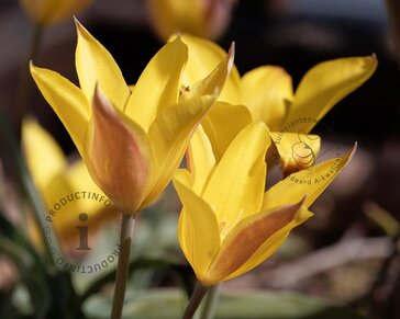 Tulipa kolpakowskiana