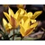 Tulipa kolpakowskiana