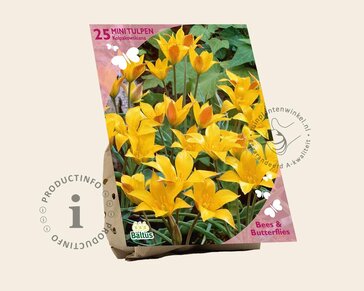 Tulipa kolpakowskiana