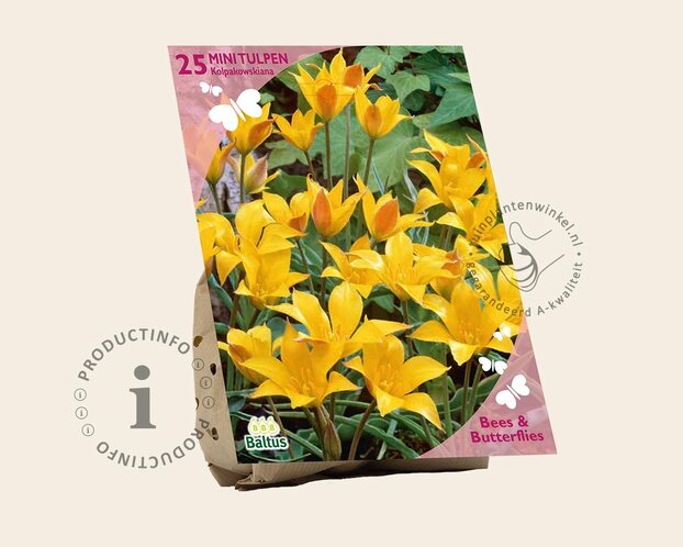 Tulipa kolpakowskiana