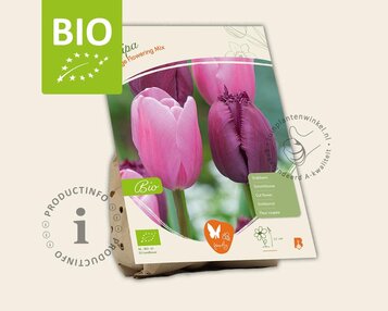 Tulipa Large Flowering Mix - BIO image