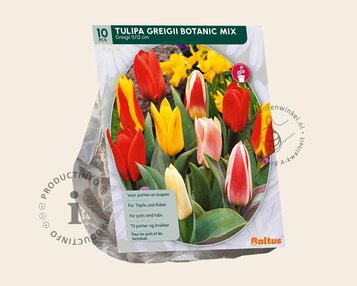 Tulipa greigii Mix image