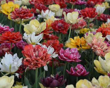 Tulipa Double Mix image