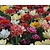 Tulipa Double Mix