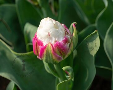 Tulipa 'Ice Cream'