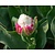 Tulipa 'Ice Cream'