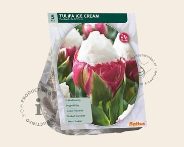Tulipa 'Ice Cream'