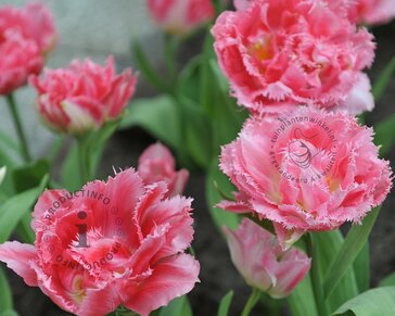 Tulipa 'Crispion Sweet'