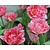 Tulipa 'Crispion Sweet'