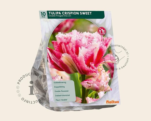 Tulipa 'Crispion Sweet'