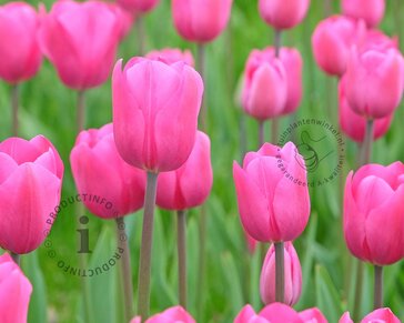 Tulipa 'Don Quichotte'