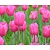 Tulipa 'Don Quichotte'
