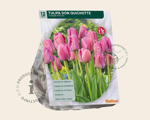 Tulipa 'Don Quichotte'
