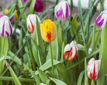 Tulipa Rembrandt Mix image