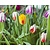 Tulipa Rembrandt Mix