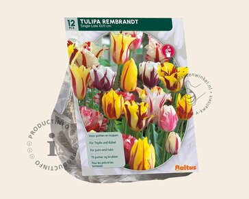 Tulipa Rembrandt Mix