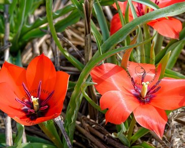 Tulipa linifolia