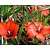 Tulipa linifolia