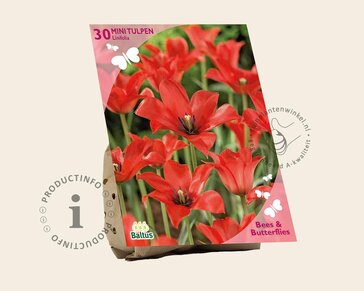 Tulipa linifolia