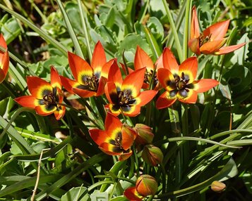Tulipa 'Little Princess' image