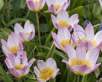 Tulipa saxatilis image