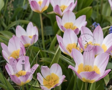 Tulipa saxatilis