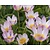 Tulipa saxatilis